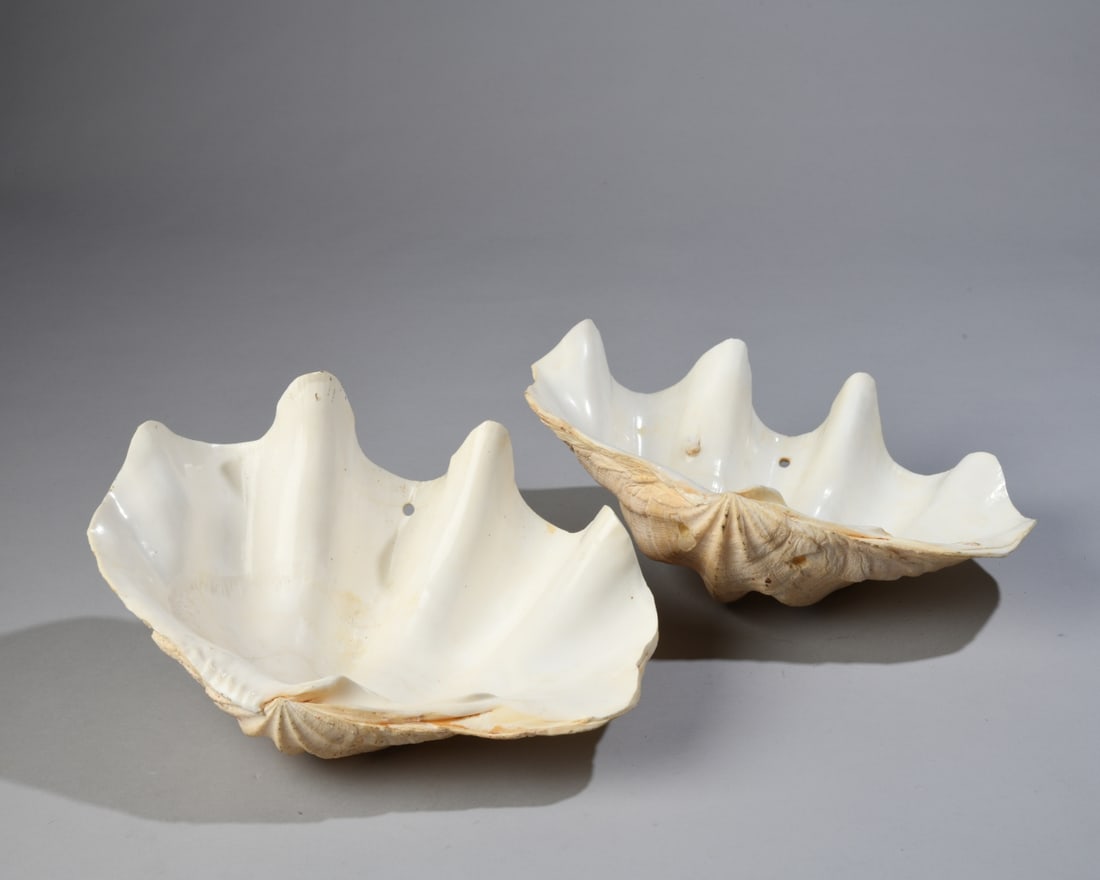 Two Giant Clam Shells - 5