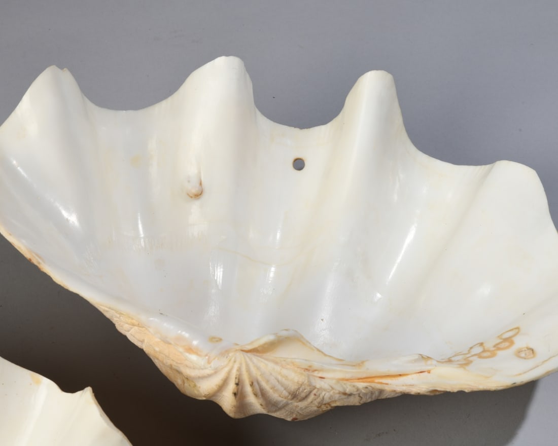 Two Giant Clam Shells - 6