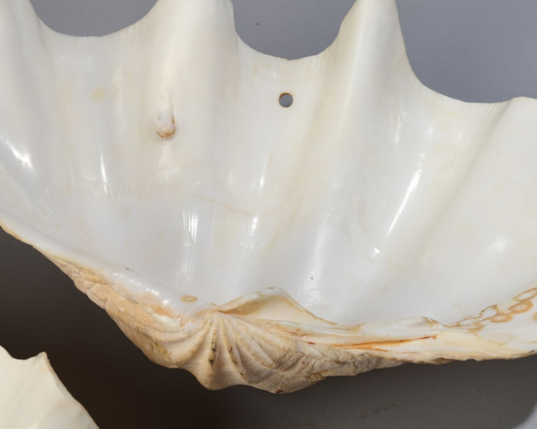 Two Giant Clam Shells - 7
