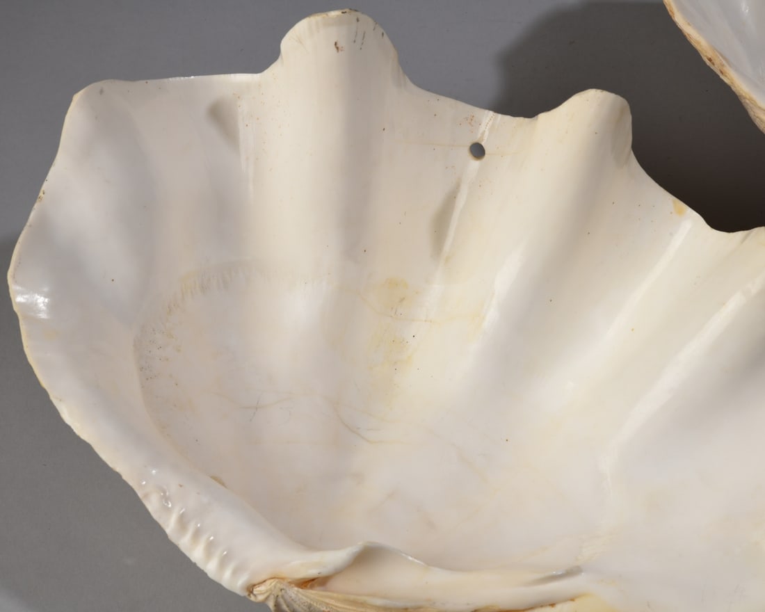 Two Giant Clam Shells - 8