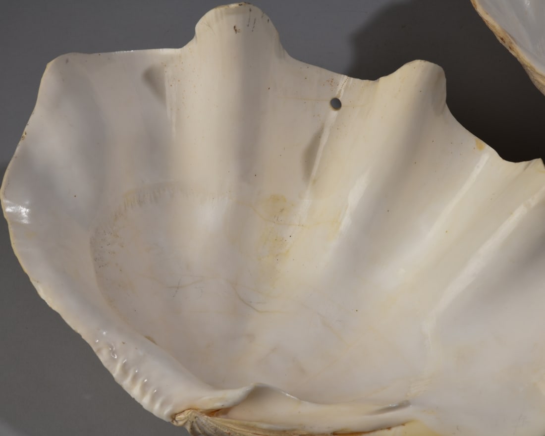 Two Giant Clam Shells - 9