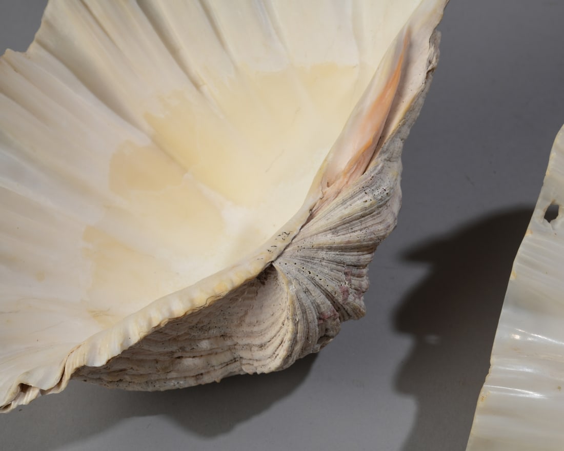 Two Giant Clam Shells - 10