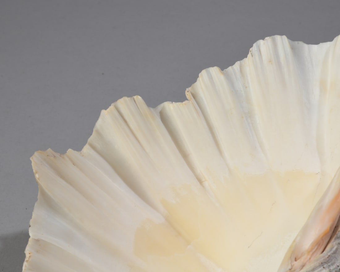 Two Giant Clam Shells - 11