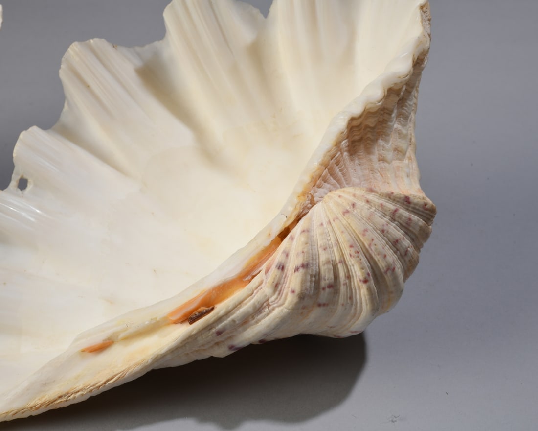 Two Giant Clam Shells - 12