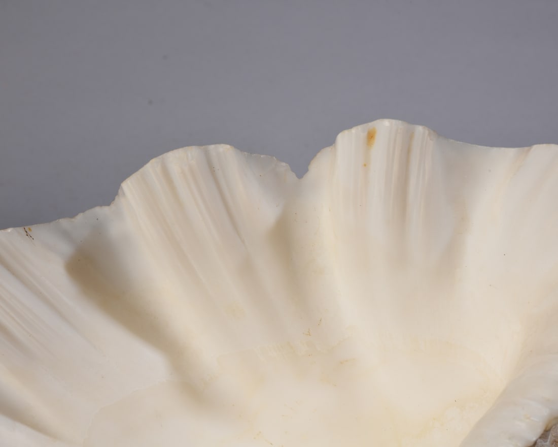 Two Giant Clam Shells - 13