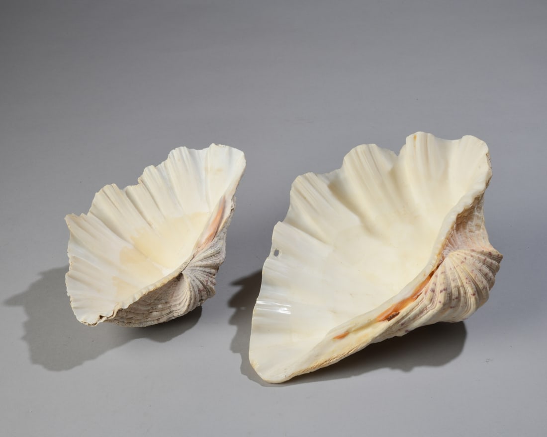 Two Giant Clam Shells: Two giant clam shells, one with a drilled hole for wall-hanging. Largest dimensions approx. 10 3/8" x 7 1/4" x 4". Our primary recommendation is to arrange shipping yourself using Blue Ridge Pack & Sh