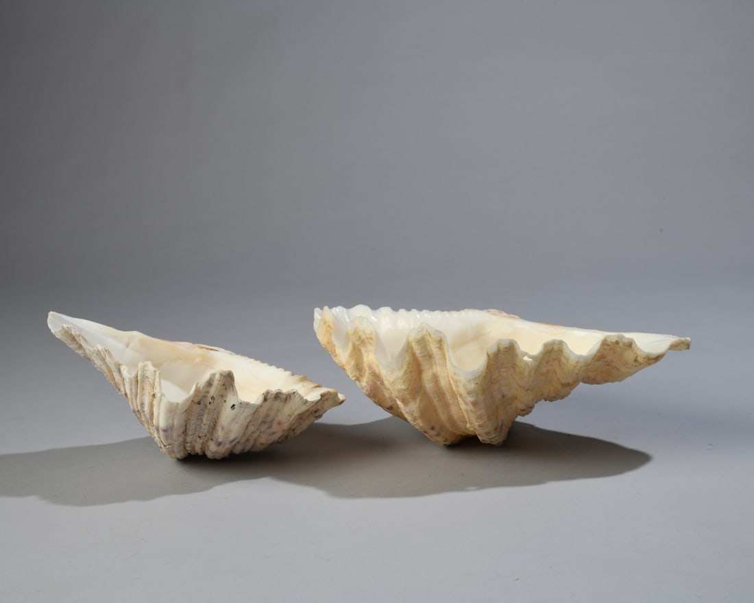 Two Giant Clam Shells - 2
