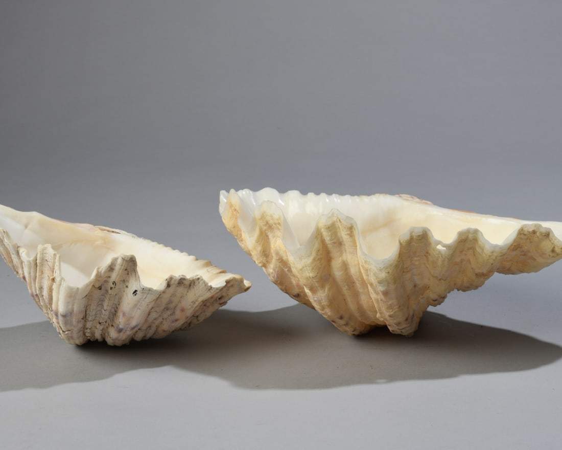 Two Giant Clam Shells - 3