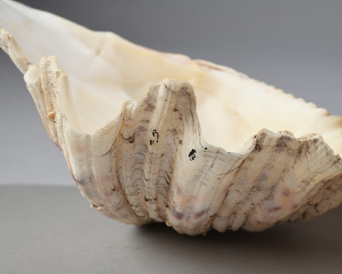 Two Giant Clam Shells - 4