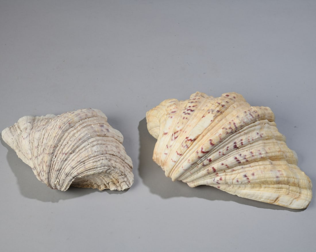 Two Giant Clam Shells - 5
