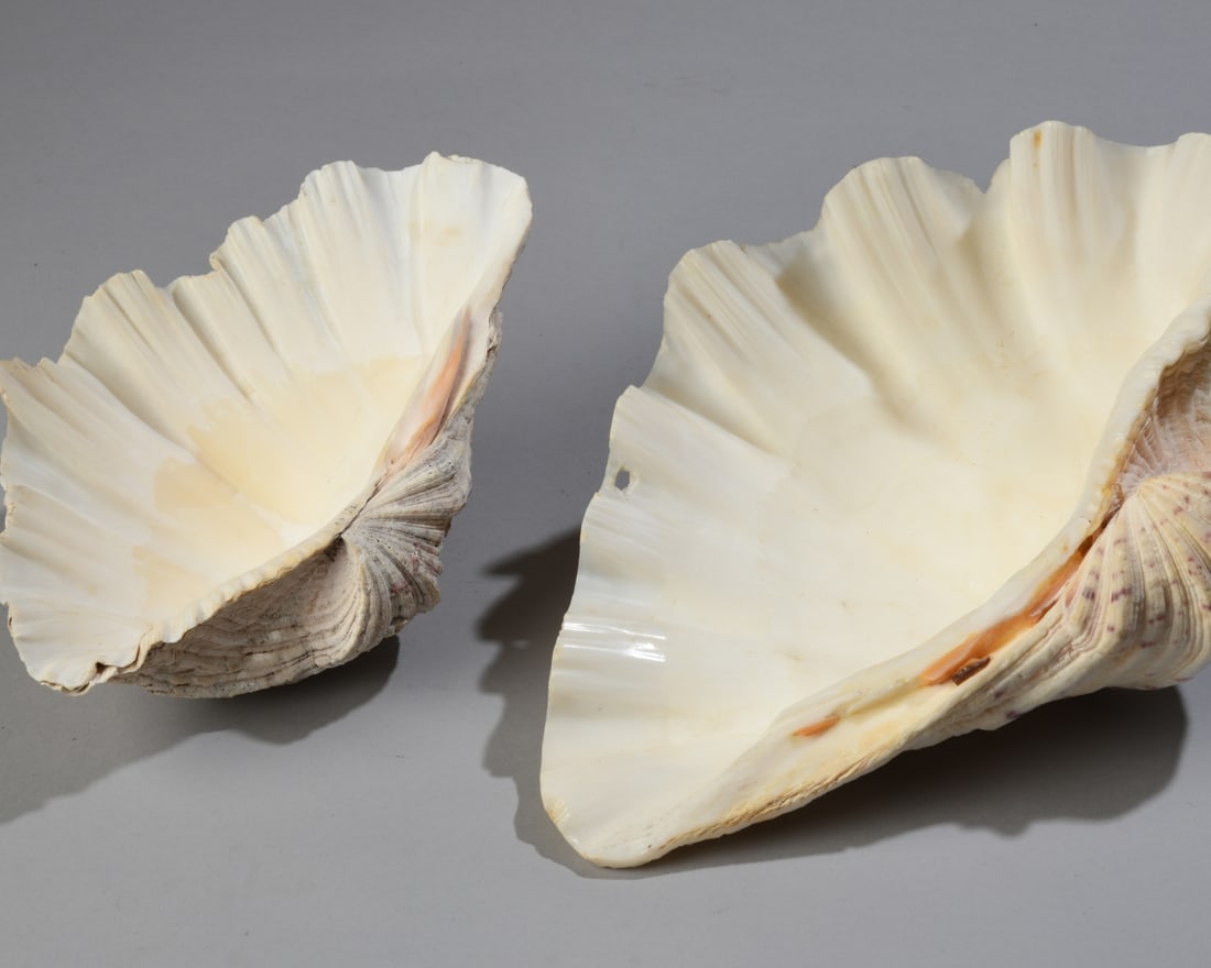Two Giant Clam Shells - 6
