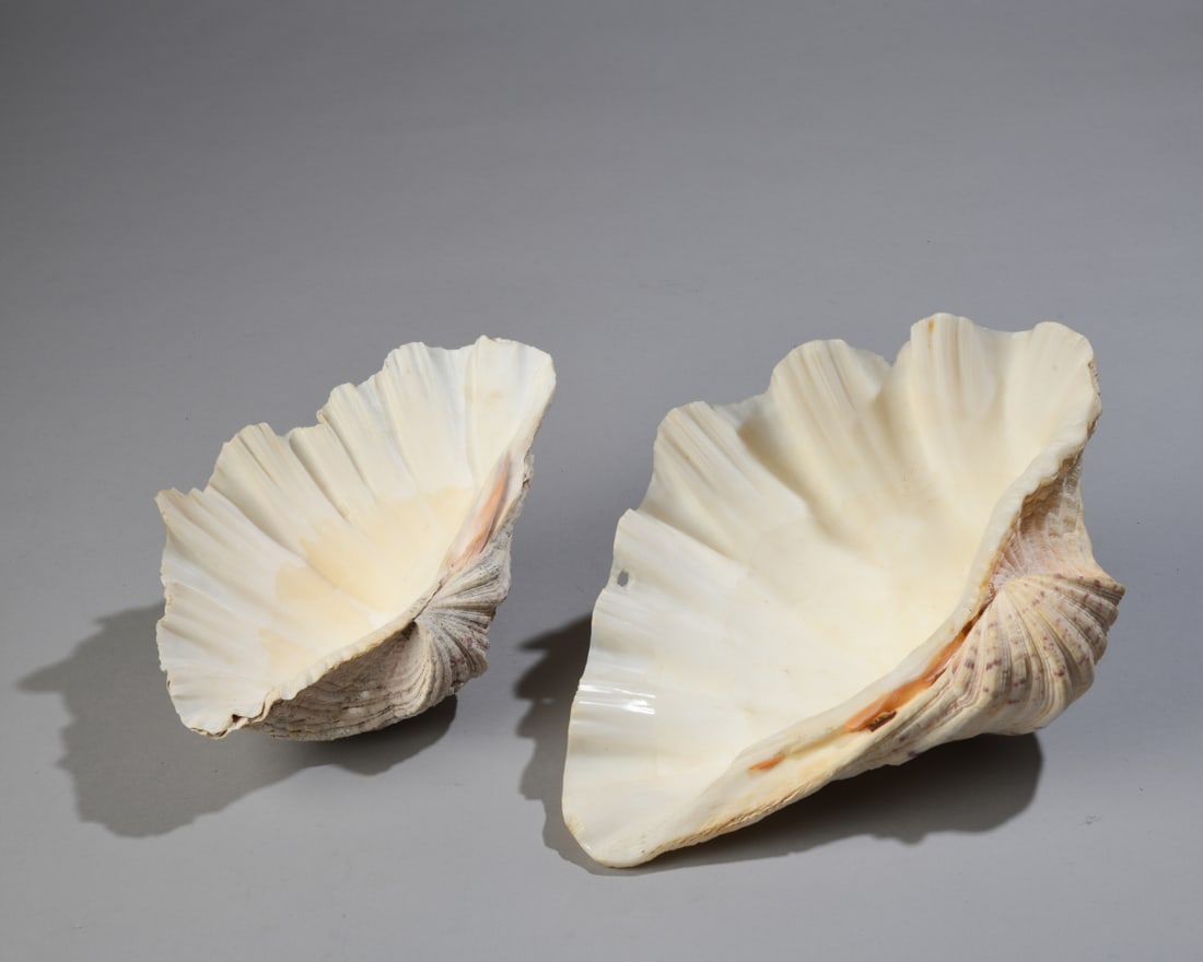 Two Giant Clam Shells - 7