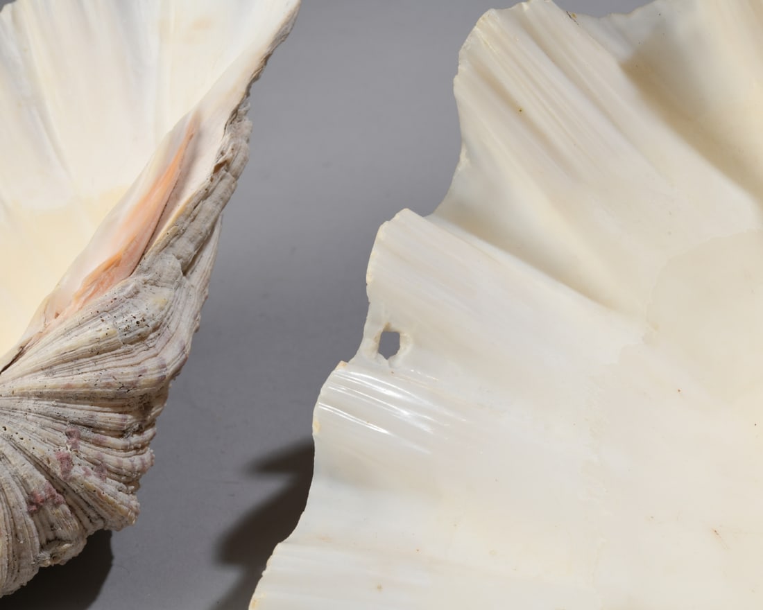 Two Giant Clam Shells - 8