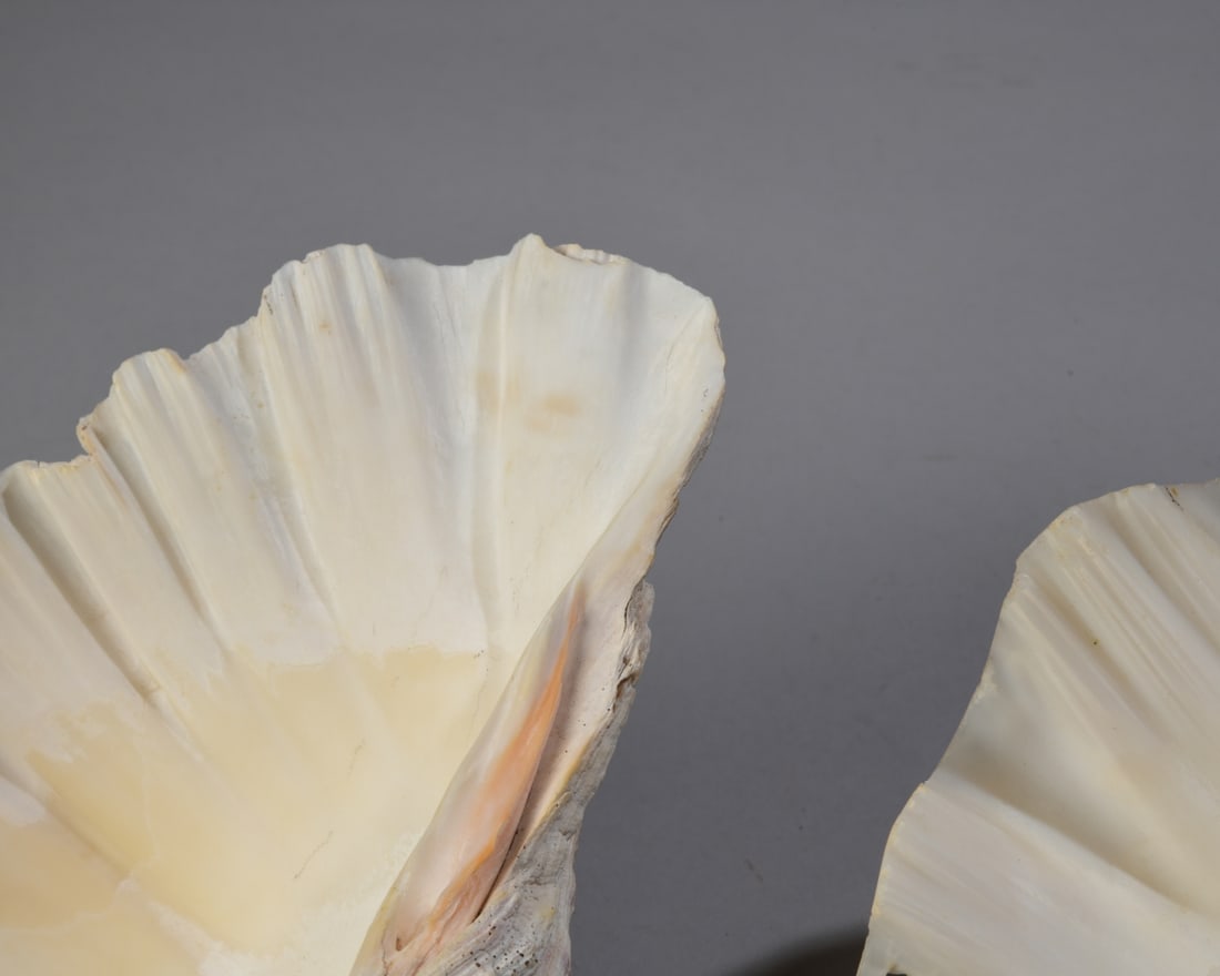 Two Giant Clam Shells - 9