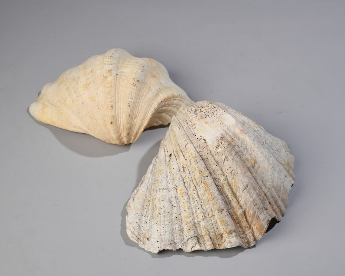 Two Giant Clam Shells - 10