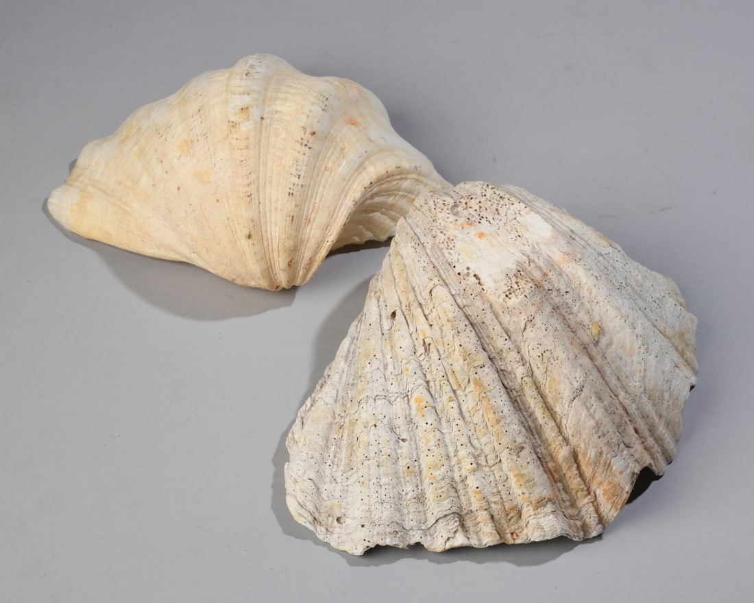Two Giant Clam Shells - 11