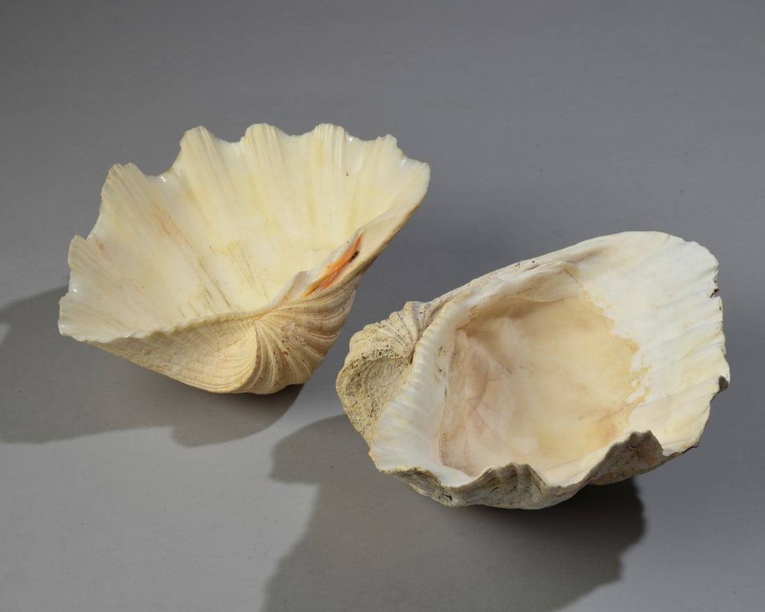 Two Giant Clam Shells: Largest dimensions approx. 10" x 8" x 3 1/2". Our primary recommendation is to arrange shipping yourself using Blue Ridge Pack & Ship. Most bidders find this is the most economical route. Simply