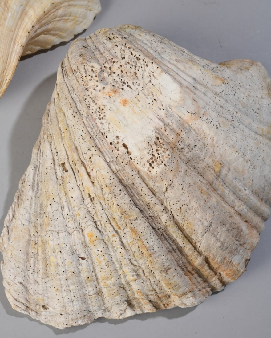 Two Giant Clam Shells - 2