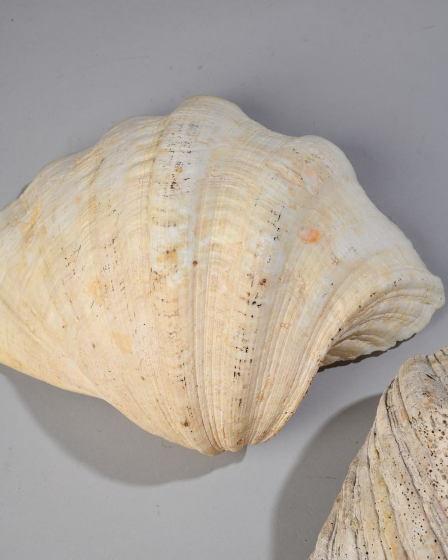 Two Giant Clam Shells - 3