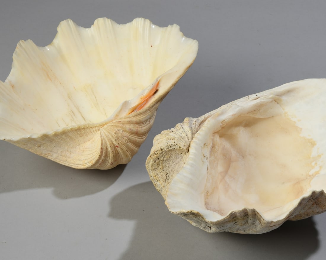Two Giant Clam Shells - 4