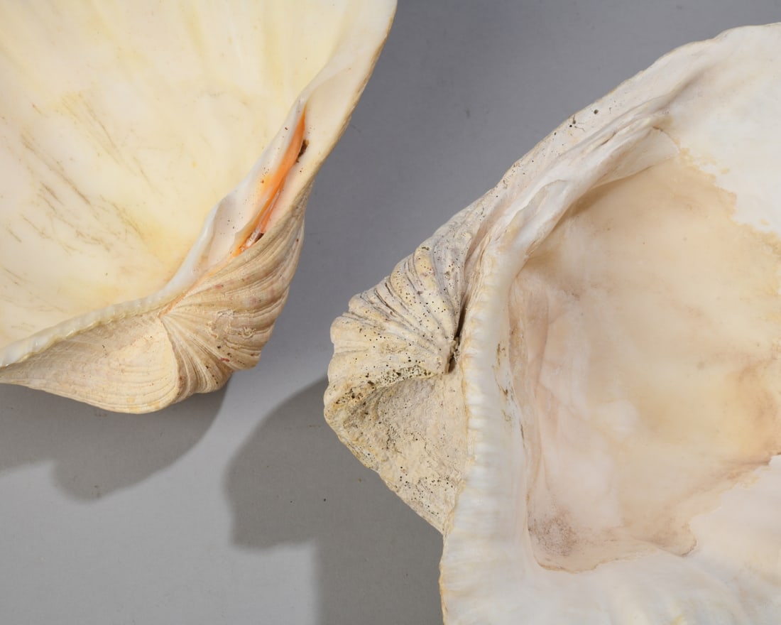 Two Giant Clam Shells - 5
