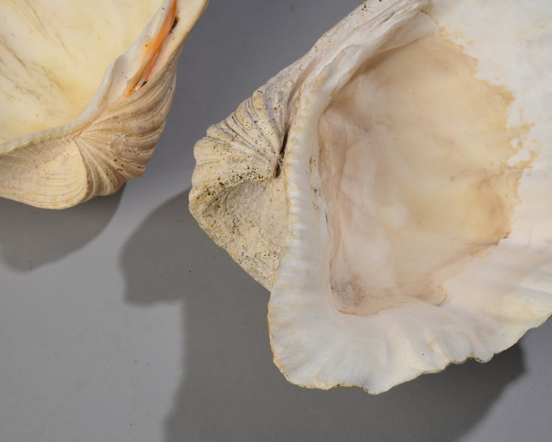 Two Giant Clam Shells - 6