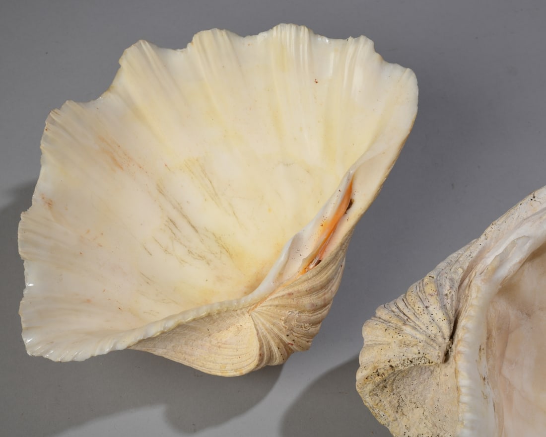 Two Giant Clam Shells - 7