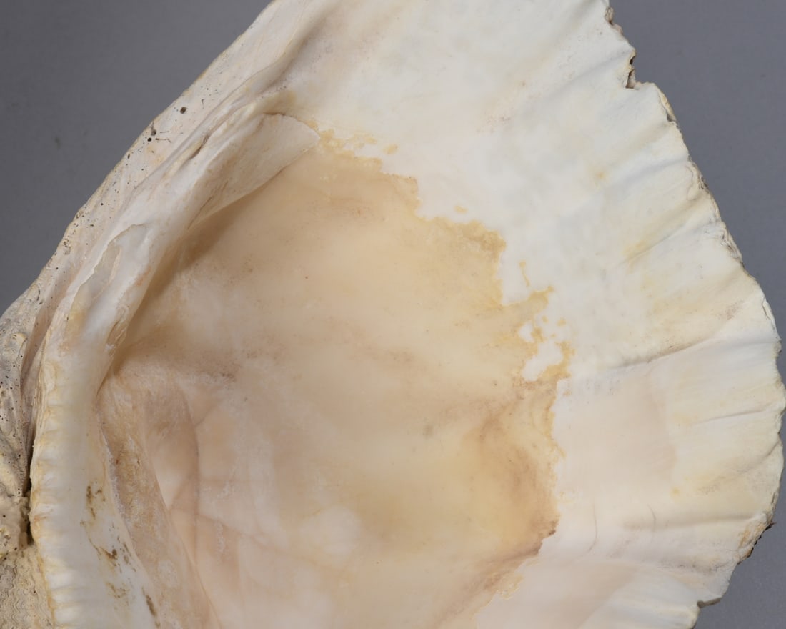 Two Giant Clam Shells - 8
