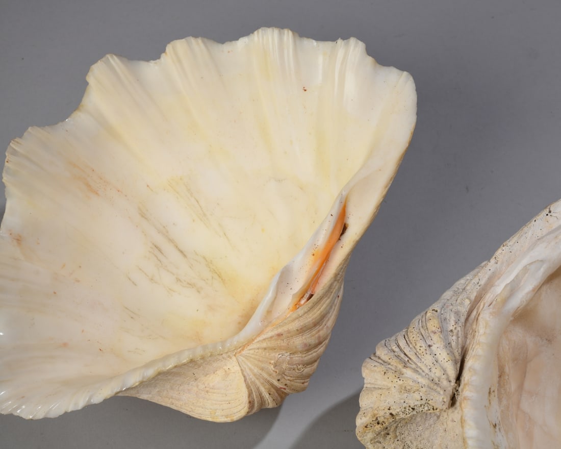 Two Giant Clam Shells - 9