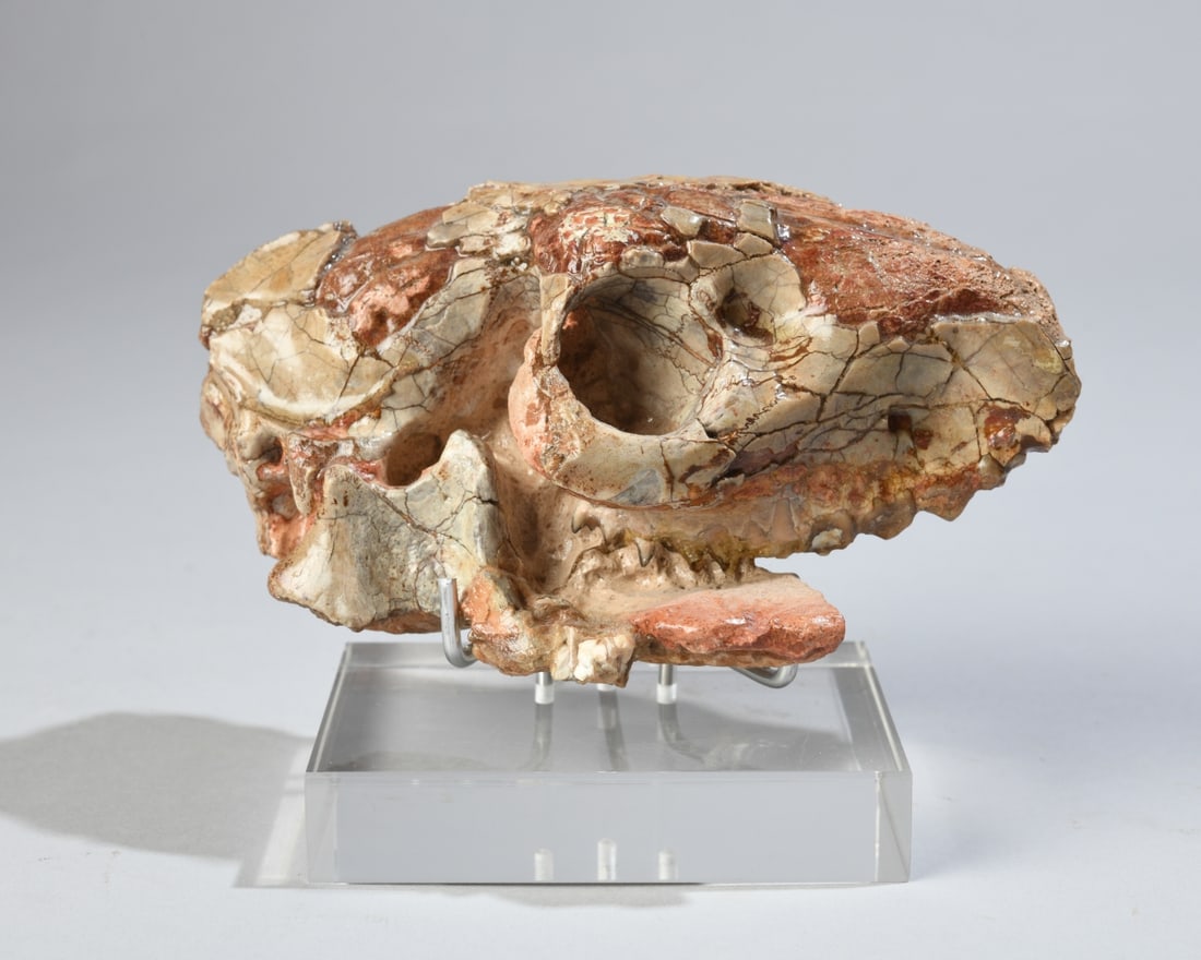 Fossil Oreodont Partial Skull in Matrix