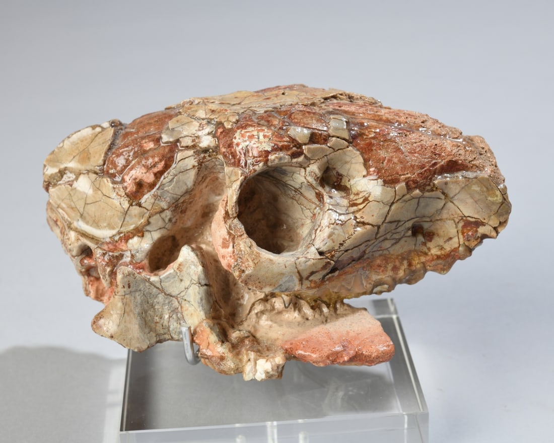 Fossil Oreodont Partial Skull in Matrix - 2