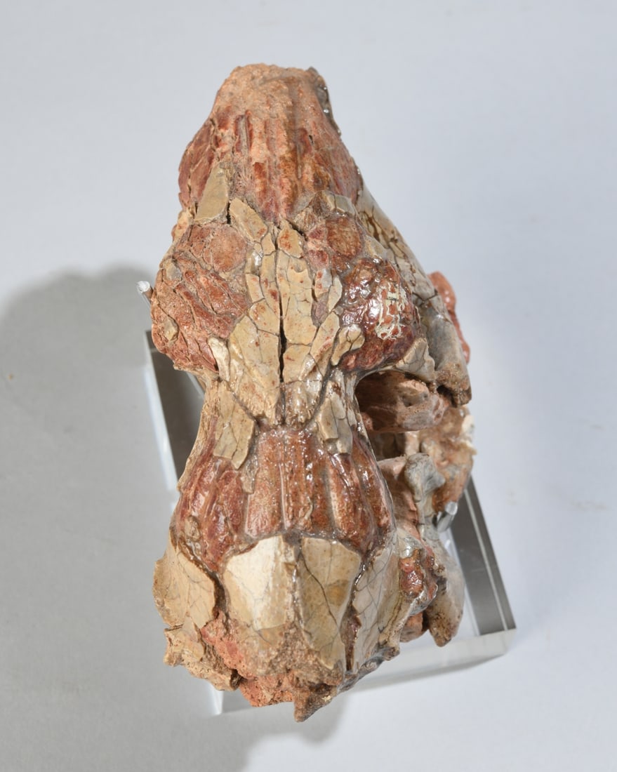 Fossil Oreodont Partial Skull in Matrix - 3