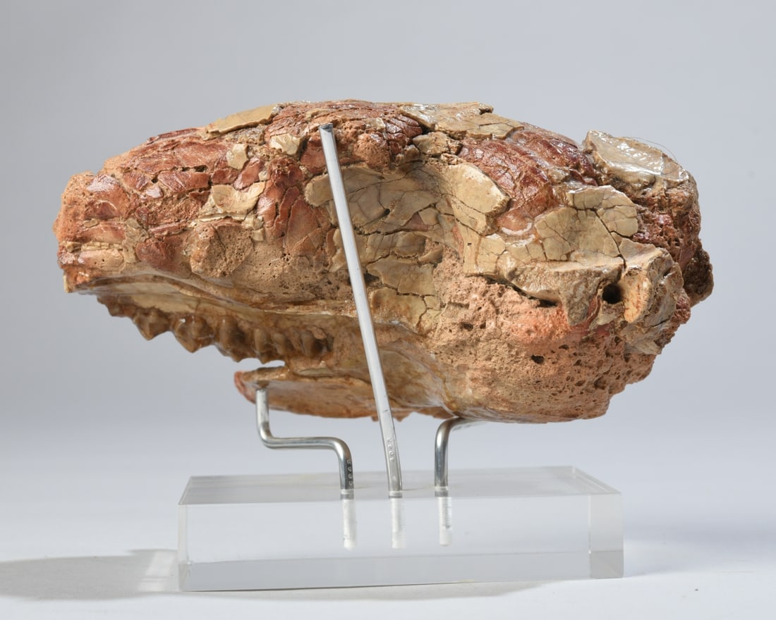 Fossil Oreodont Partial Skull in Matrix - 4