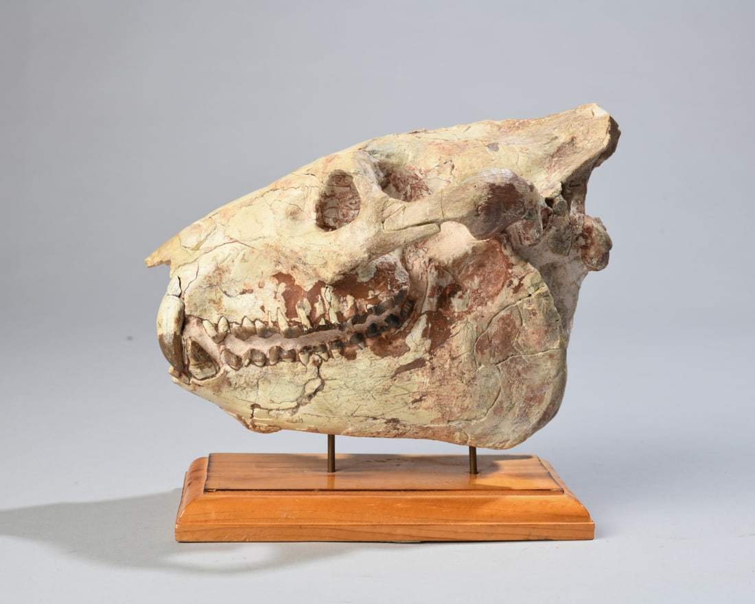 Fossil Oreodont Skull: An impressive, substantially complete fossilized skull of an Oreodont (Merycoidodon culbertsoni). Presented on a custom acrylic display base. Dimensions approx. 9" x 6" x 5". Our primary