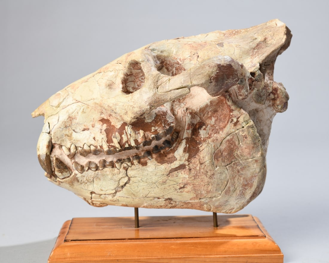 Fossil Oreodont Skull - 2