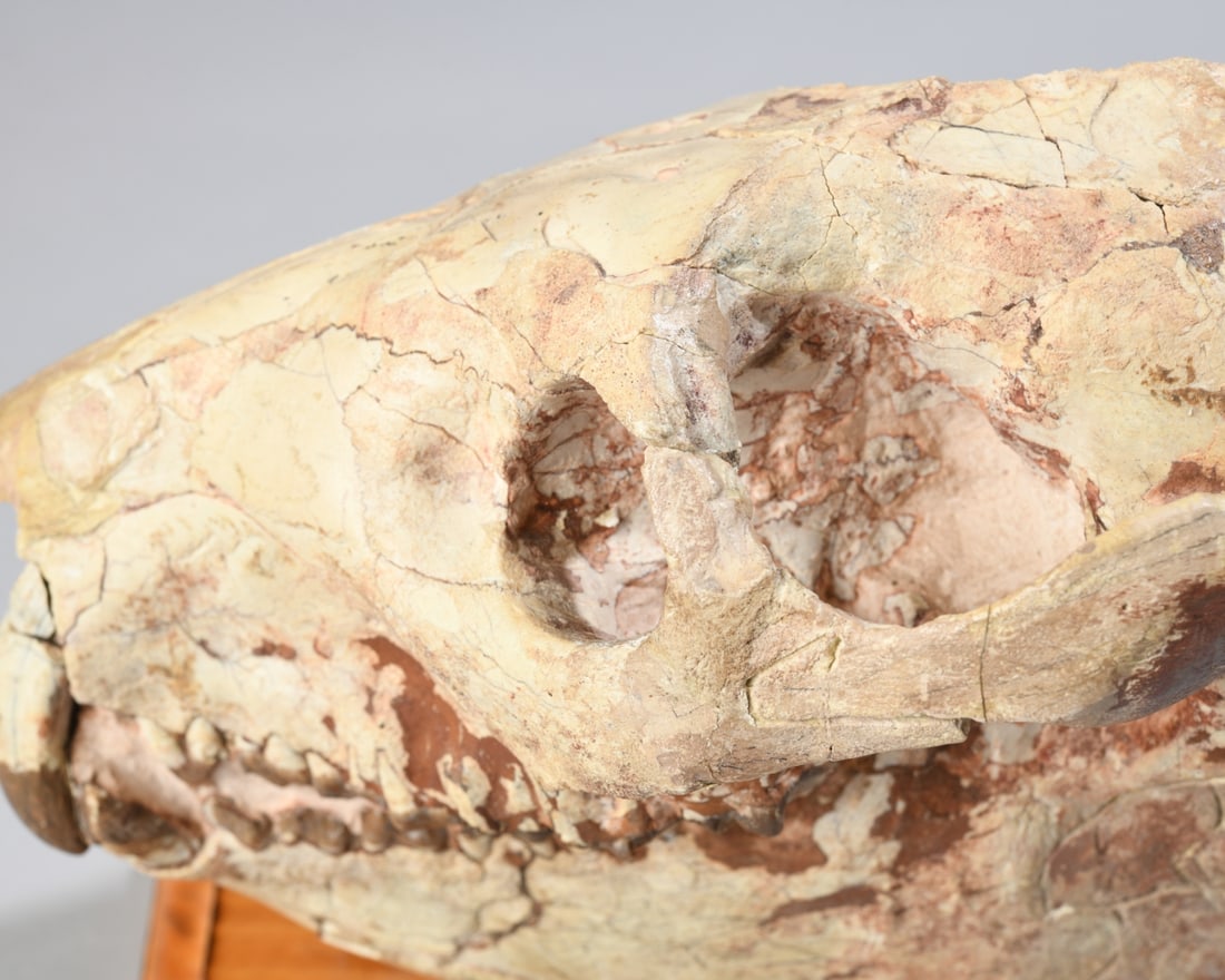 Fossil Oreodont Skull - 3