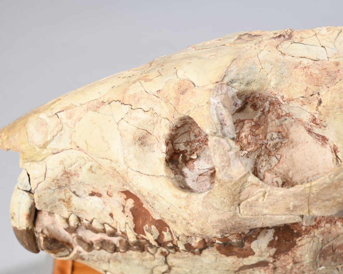 Fossil Oreodont Skull - 4
