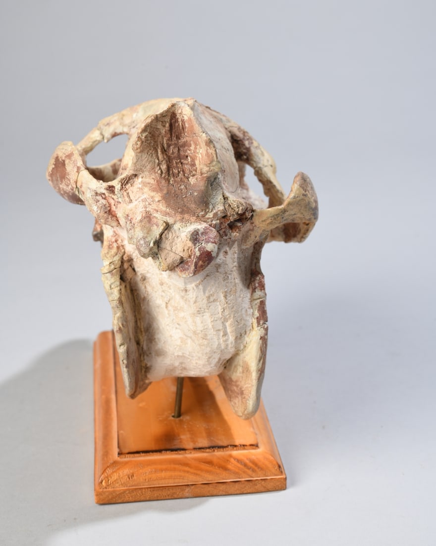 Fossil Oreodont Skull - 5
