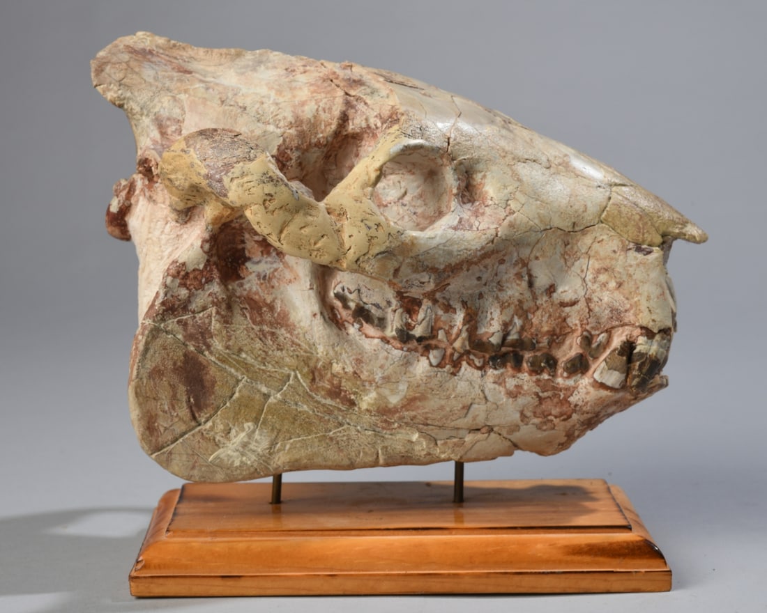 Fossil Oreodont Skull - 6