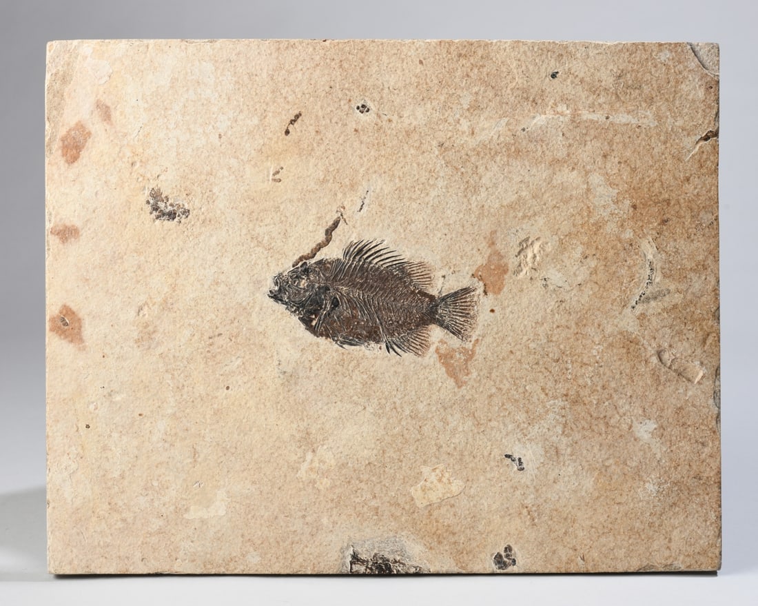 Fossil Priscacara Fish: A well-preserved fossil sunfish relative (Priscacara liops) centered on its original limestone matrix slab. Dimensions approx. 14 1/2" x 11 3/8" x 1/2". Our primary recommendation is to arrange
