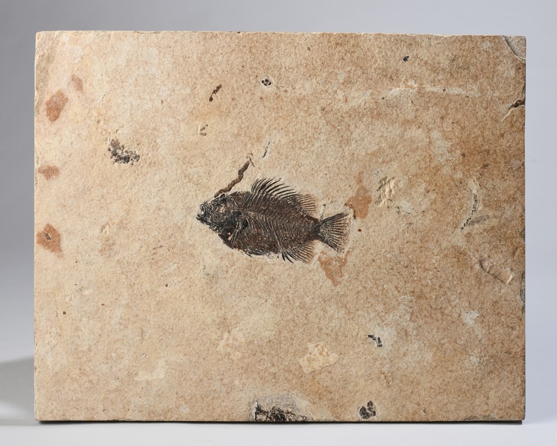 Fossil Priscacara Fish - 2