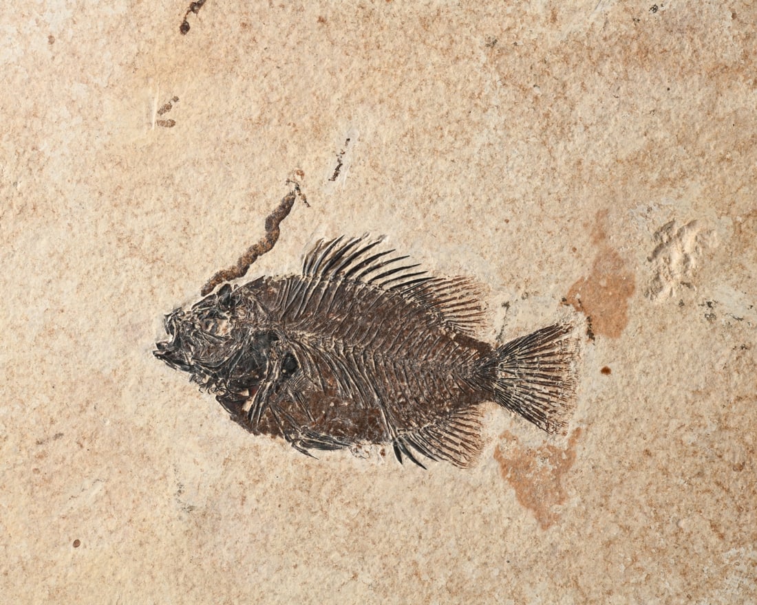 Fossil Priscacara Fish - 3