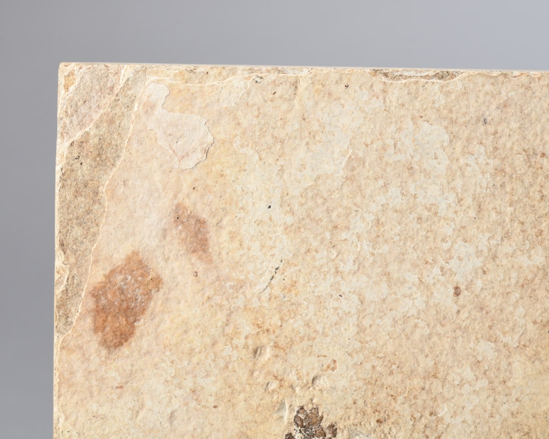 Fossil Priscacara Fish - 4