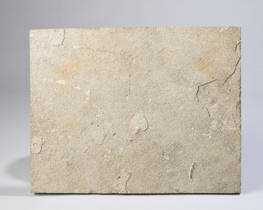 Fossil Priscacara Fish - 5