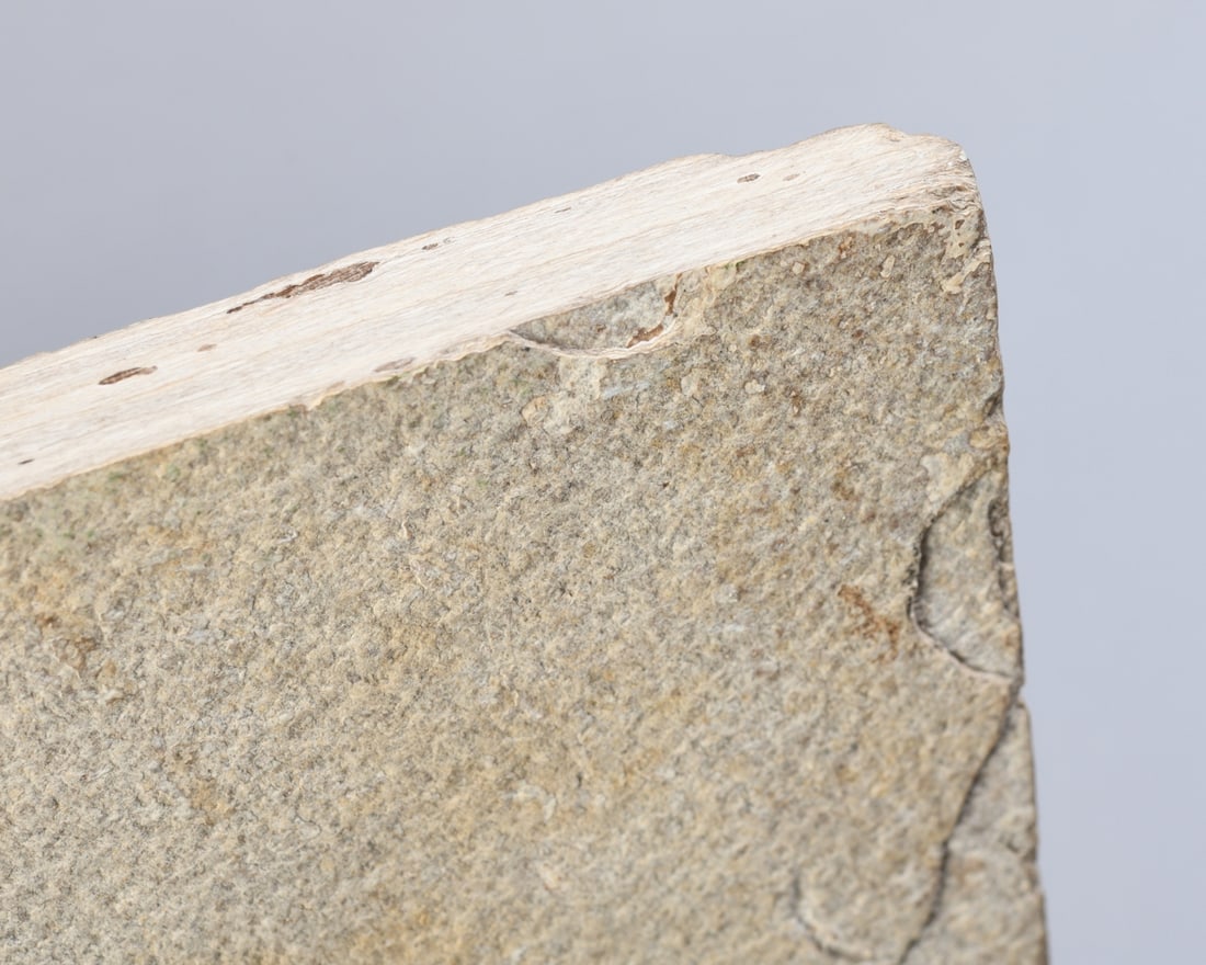 Fossil Priscacara Fish - 6