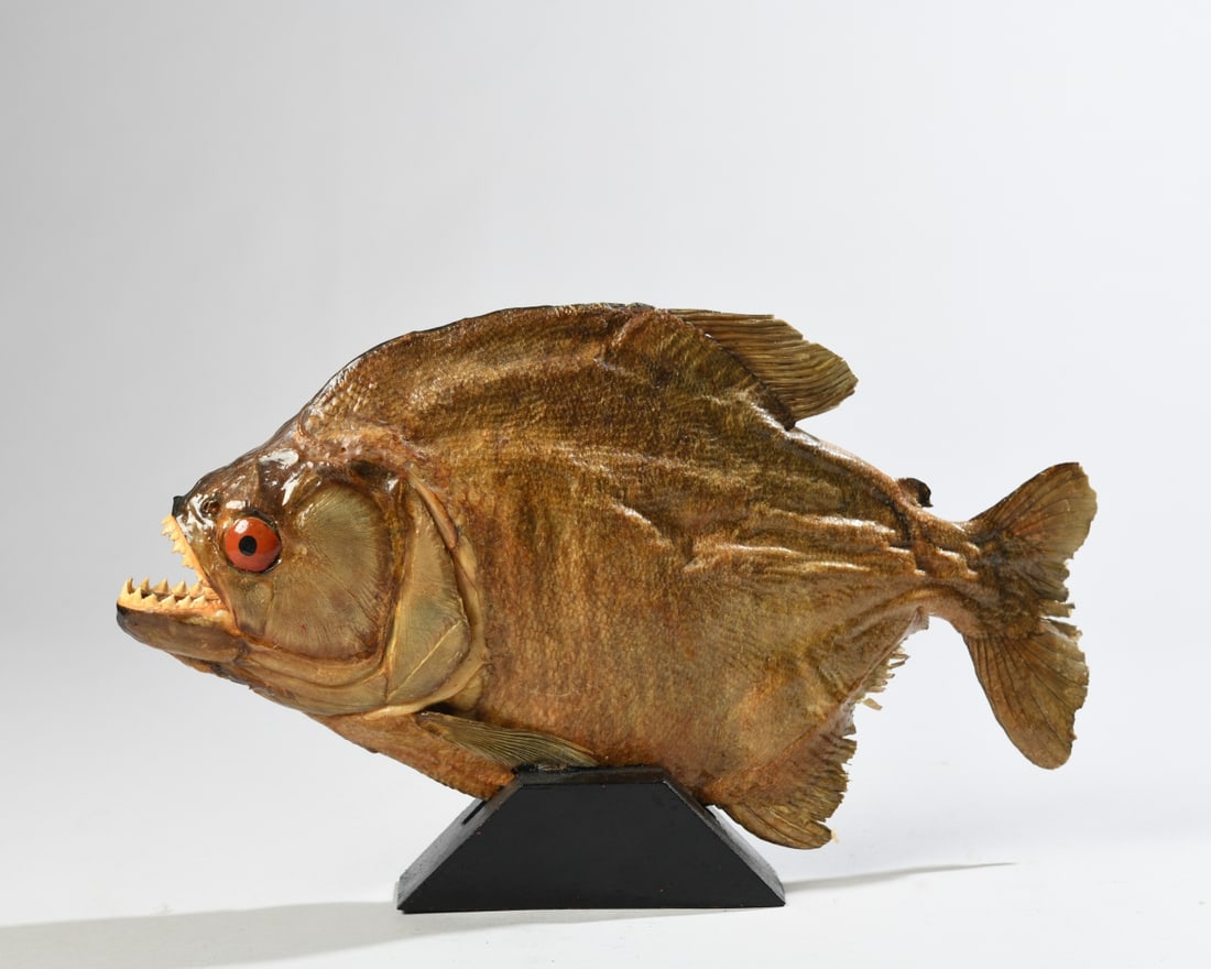 Mounted Taxidermy Piranha: Preserved piranha specimen with open mouth and exposed teeth, mounted on a black painted wooden base. Unmarked. Some age related surface wear and losses to fins. Approx. 8 1/2" x 14 1/4" x 1 3/4".