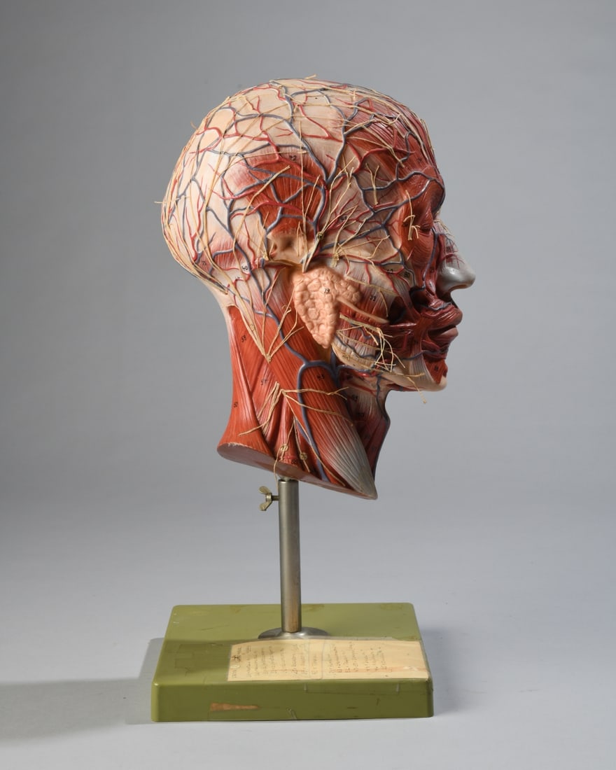 Anatomical Teaching Model, SOMSO BS 9 Half Head: By German manufacturer SOMSO, model BS 9 "Half of the Head", molded plastic on plastic base. likely mid-late 20th century. Dimensions: approx. 16" H x 7" x 7". Our primary recommendation is to