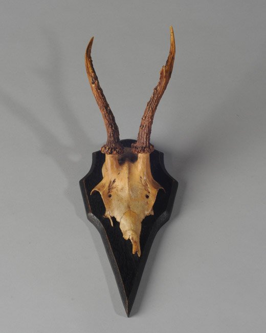 German Deer Antlers (1 of 2)