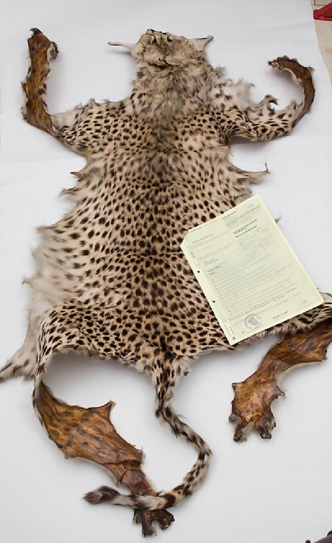 Gepardenfell (Acinonyx jubatus) / A cheetah skin Maße:: Gepardenfell (Acinonyx jubatus) / A cheetah skin Maße: Kopf bis Schwanzansatz 127 cm, Breite Schulter 54 cm, Breite Becken 58 cm, Kommentar: mit gültiger CITES-Bescheinigung 2005 + Dimensions: head 