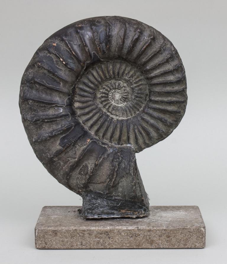 Nautilus-Skulptur / Sculpture Of A Nautilus, 20. Jh.: Nautilus-Skulptur / Sculpture Of A Nautilus, 20. Jh. Technik: Terrakotta, braun gefasst, auf Steinsockel Mae: H. 27 cm, 30 cm (mit Sockel) Zustand: part. Best., Befestigung zu Sockel lose [ak] Techniq